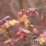 澳门信誉平台用户口碑与安全合规建设全景观察 bybd2